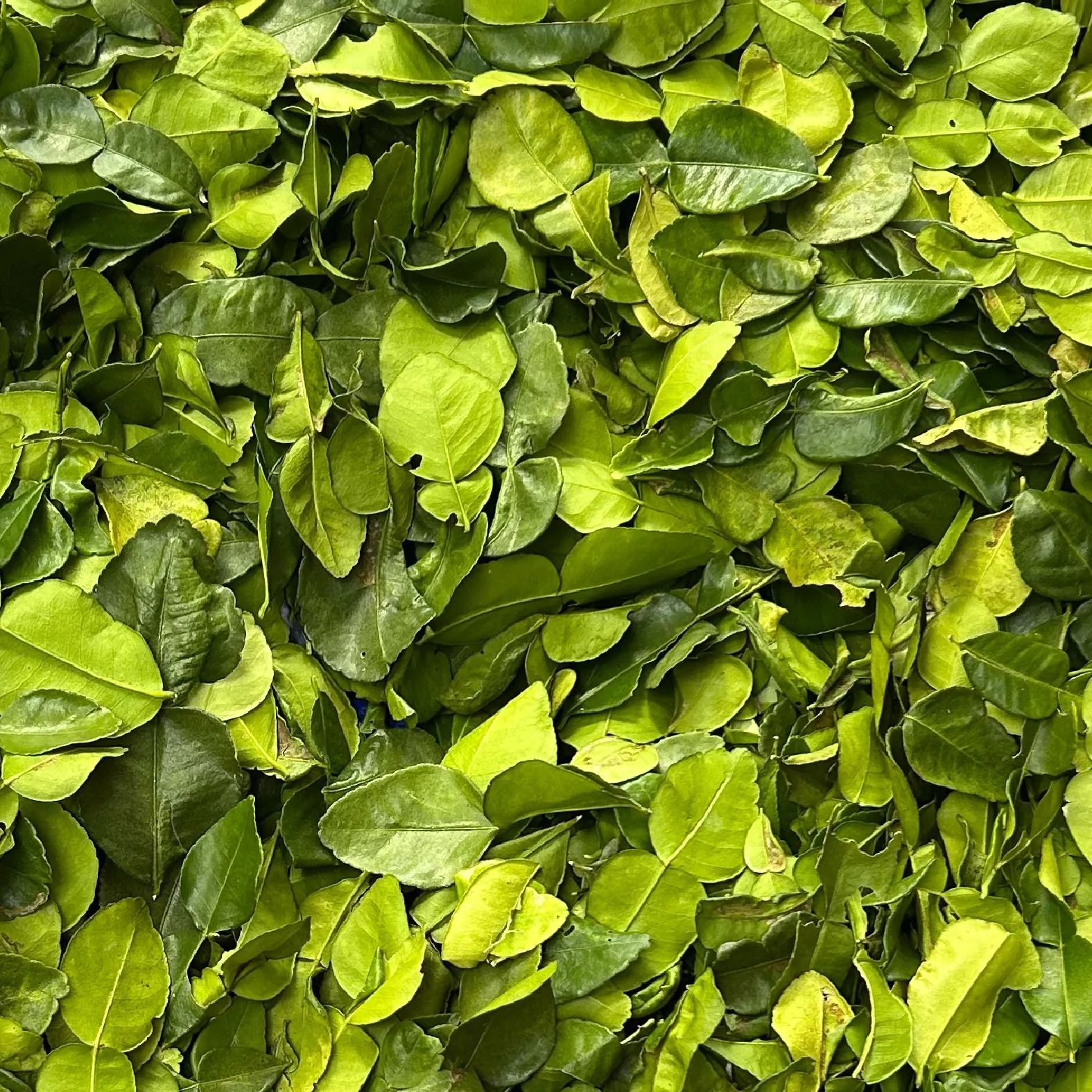 TUYỂN CHỌN NGUYÊN LIỆU