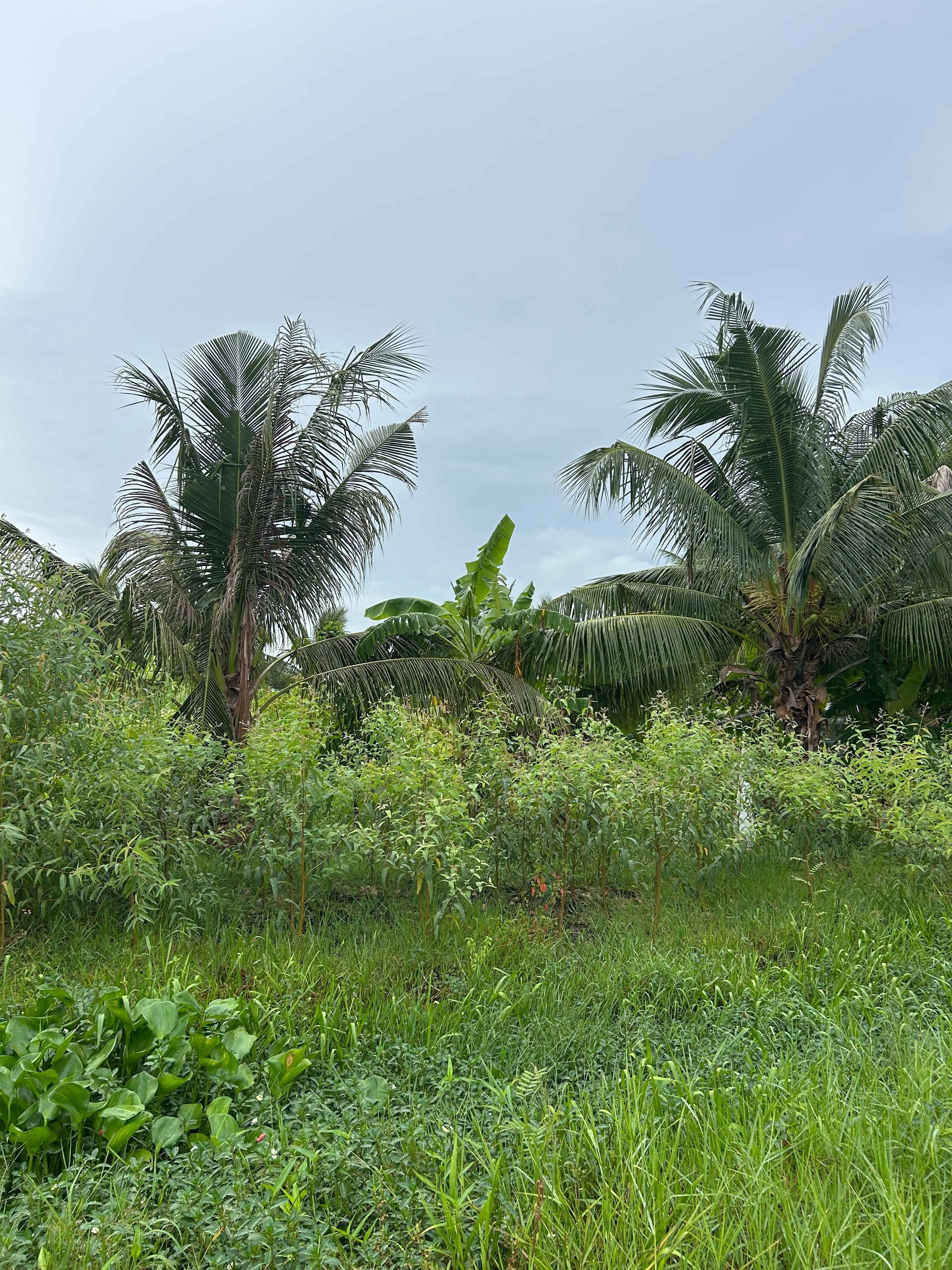 vườn trồng bạch đàn chanh nhang an tâm