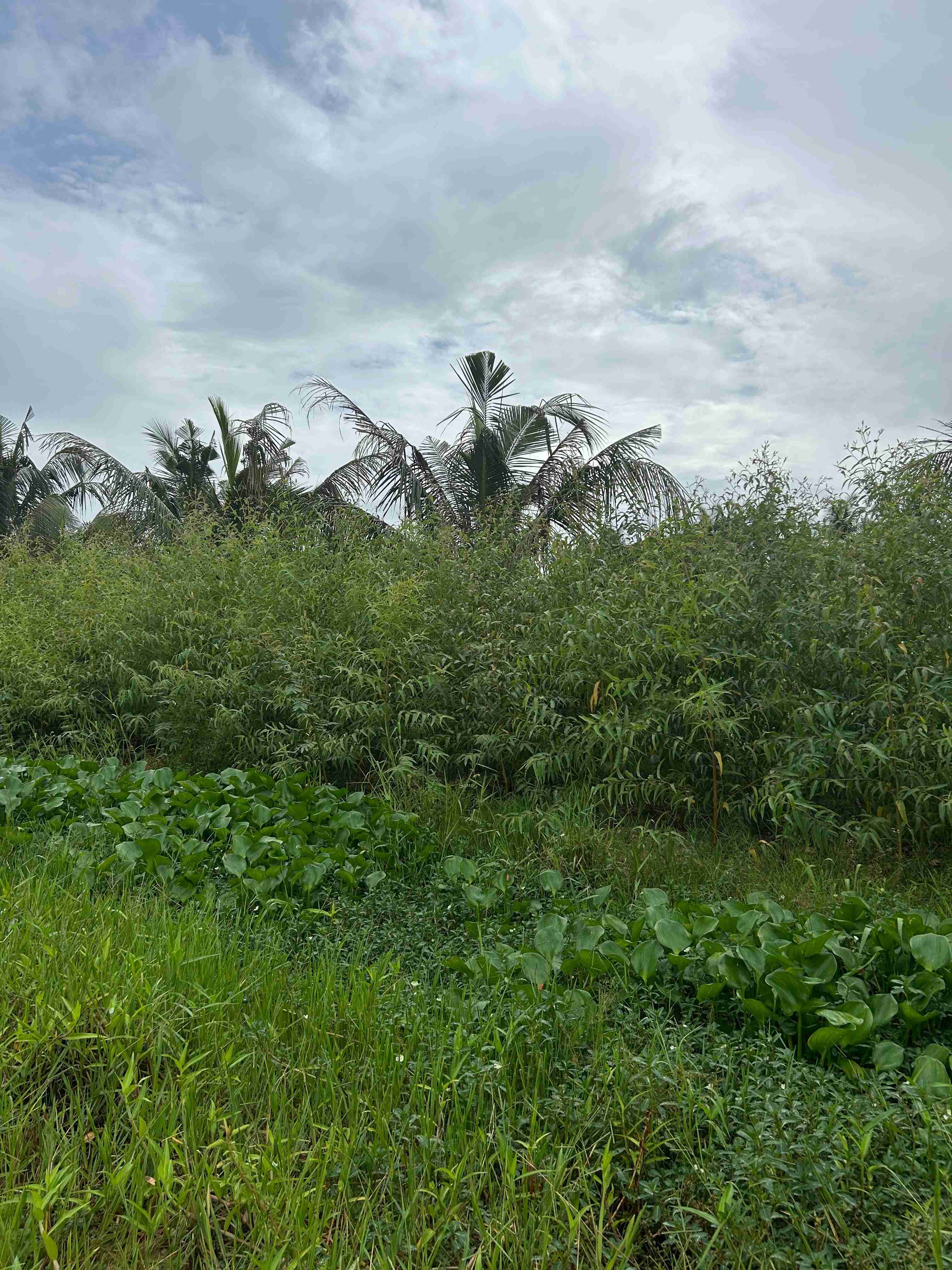 vườn trồng bạch đàn chanh nhang an tâm