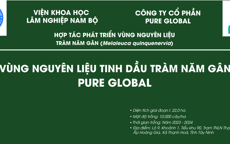 Tiêu Chuẩn Lựa Chọn Nguồn Nguyên Liệu Tràm Năm Gân Chất Lượng Cho Sản Xuất Tinh Dầu