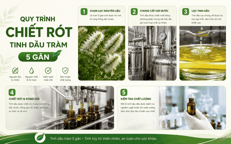 Quy Trình Chiết Xuất Tinh Dầu Tràm Năm Gân (Tràm Úc) Giữ Trọn Hoạt Chất Tự Nhiên