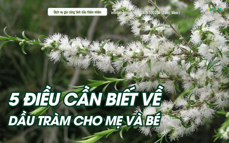5 Điều Cần Biết Về Dầu Tràm cho Mẹ và Bé: Hướng Dẫn Chi Tiết Từ A Đến Z
