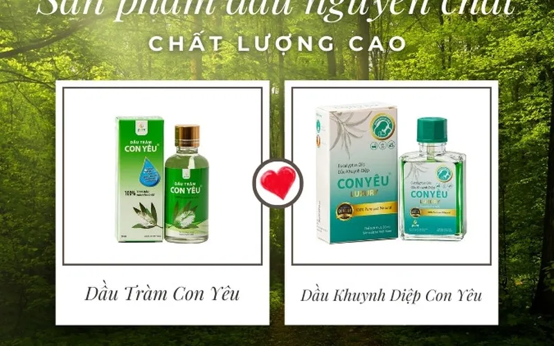 So sánh dầu tràm và dầu khuynh diệp: Lựa chọn phù hợp cho gia đình