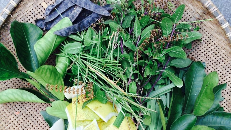 Các loại lá thảo dược tắm trị rôm sảy hiệu quả Các loại lá thảo dược tắm trị rôm sảy hiệu quả