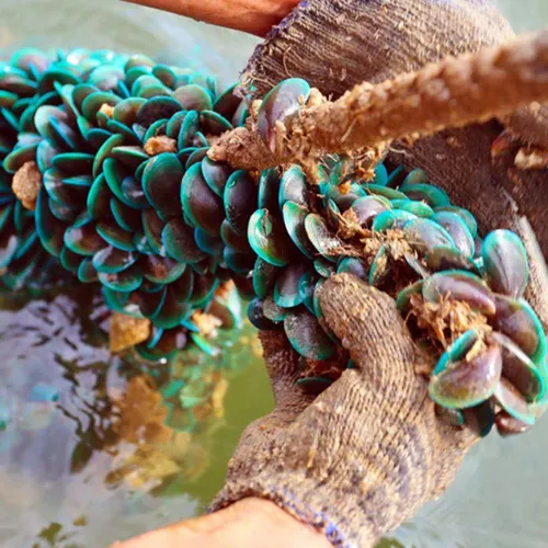 Dây Thừng Xơ Dừa 18ly Có Lõi Nhựa