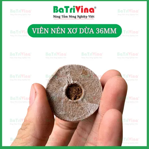 VIÊN NÉN ƯƠM HẠT MỤN DỪA CỠ 36 MM