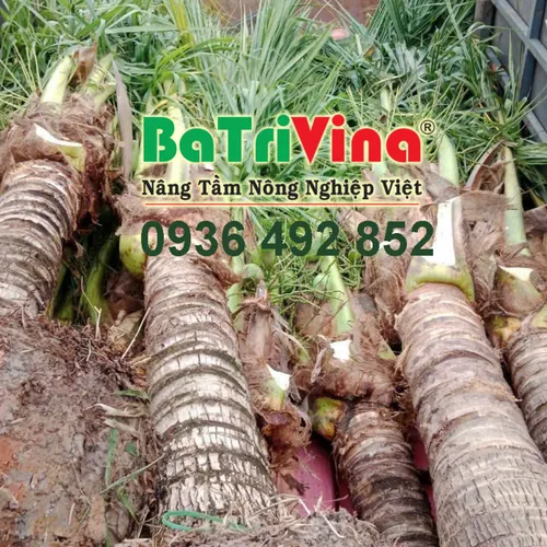 CÂY DỪA CÓ HOA, TRÁI SẴN