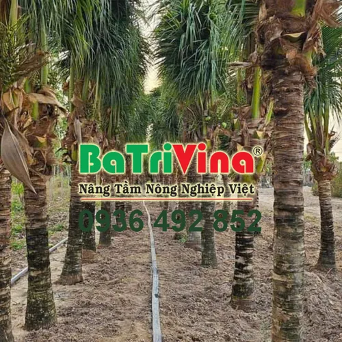 CÂY DỪA CÓ HOA, TRÁI SẴN