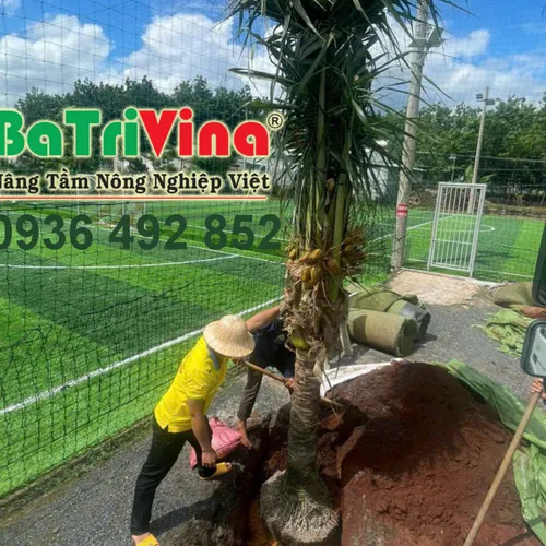 CÂY DỪA CÓ HOA, TRÁI SẴN