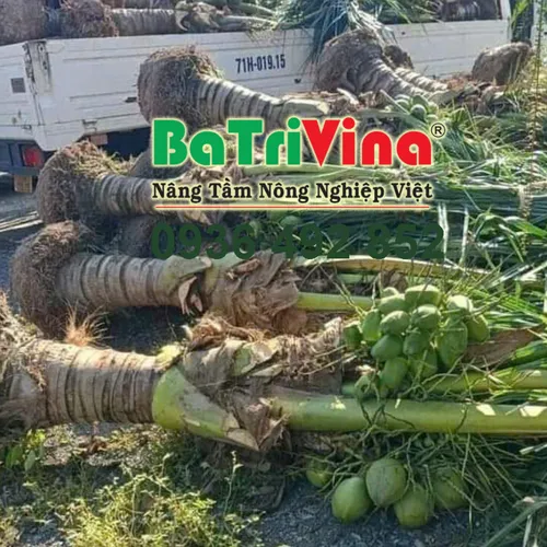 CÂY DỪA CÓ HOA, TRÁI SẴN