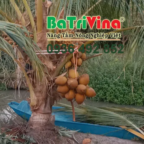 CÂY DỪA CÓ HOA, TRÁI SẴN