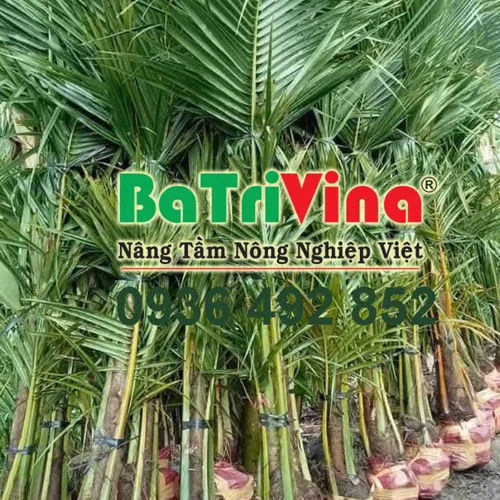 Dừa Giống Bến Tre – BaTriVina Cung Cấp Cây Giống Chất Lượng Cao
