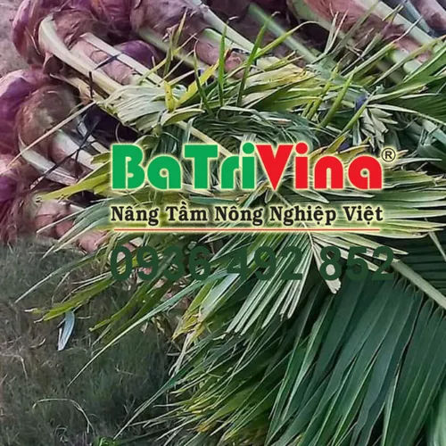 Dừa Giống Bến Tre – BaTriVina Cung Cấp Cây Giống Chất Lượng Cao