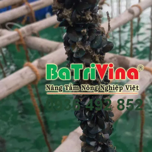 BaTriVina Cung Cấp Dây Thừng Xơ Dừa 18mm – Hàng Xưởng, Chất Lượng Chuẩn Bến Tre