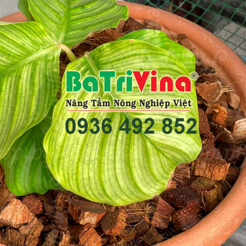 Vỏ Dừa Cắt Miếng