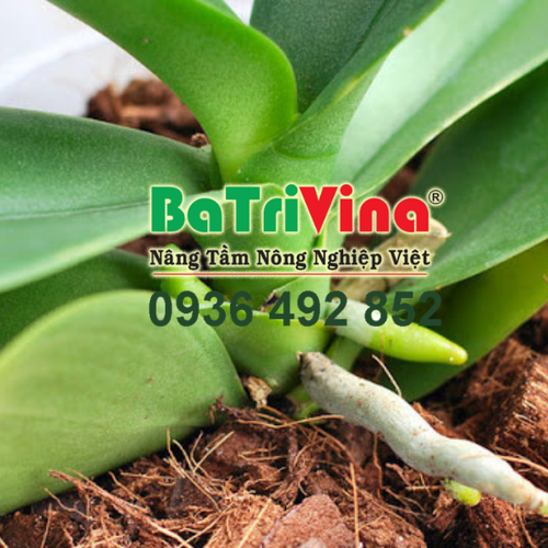 Vỏ Dừa Cắt Miếng