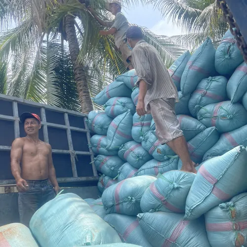 MỤN THÔ TỈ LỆ 5/5 BAO XANH 70X110