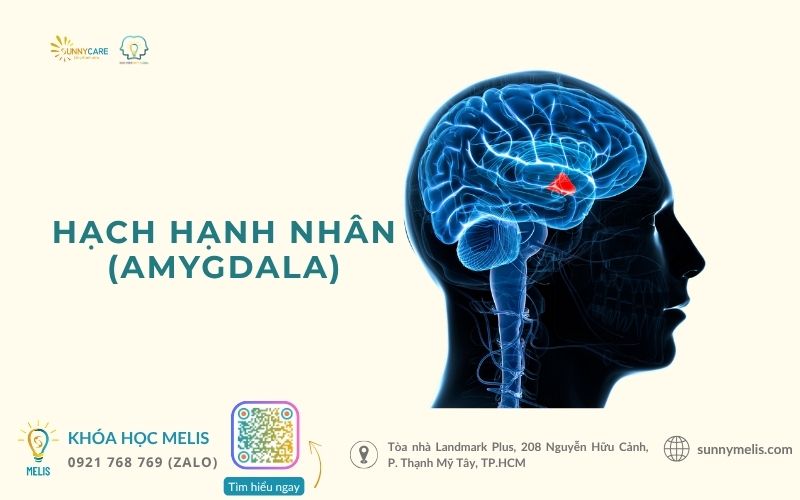 Vùng hạch hạnh nhân (amygdala)