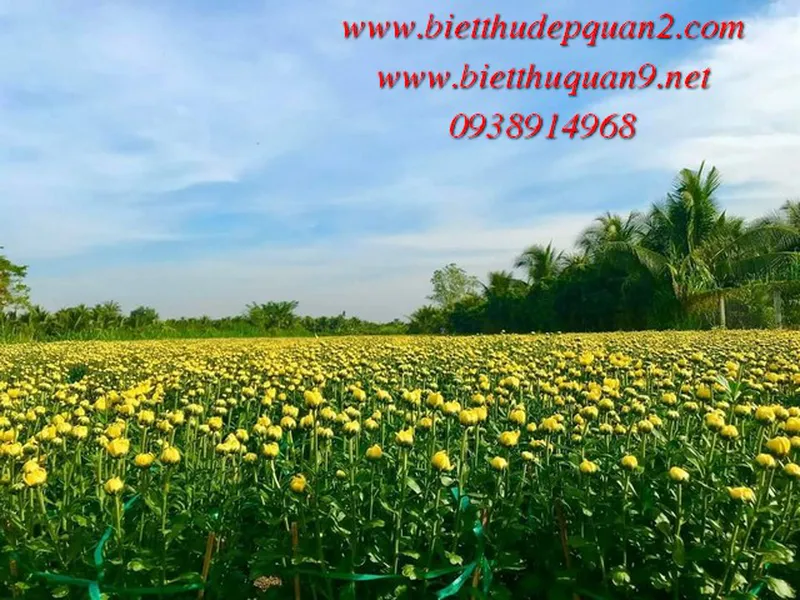 BÁN ĐẤT MẶT SÔNG THẢO ĐIỀN