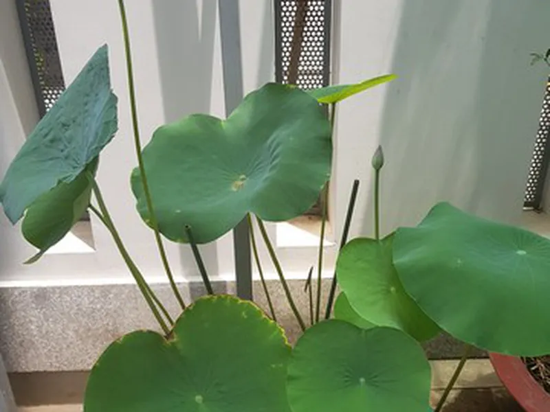 BÁN NHÀ THẢO ĐIỀN KHU LÀNG BÁO CHÍ