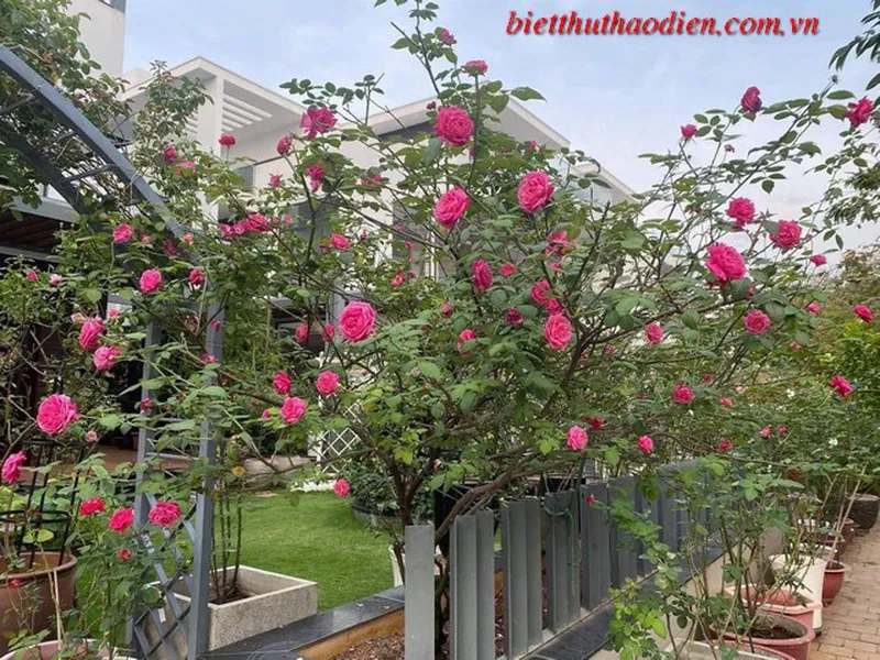 Biệt thự Lucasta hoàn thiện đẹp cần bán gấp