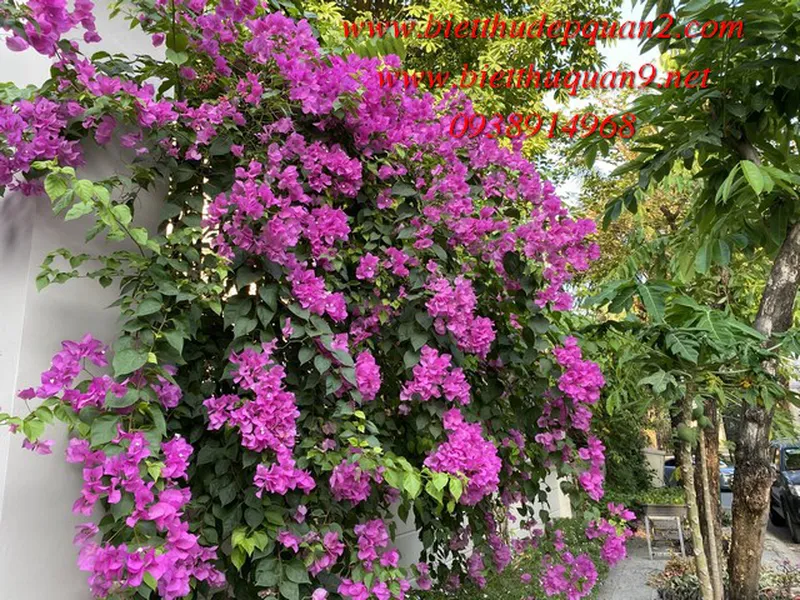 BIỆT THỰ THẢO ĐIỀN ĐẸP KHU COMPOUND GIÁ TỐT