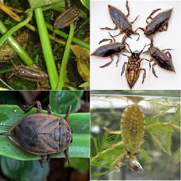 cách nuôi cà cuống