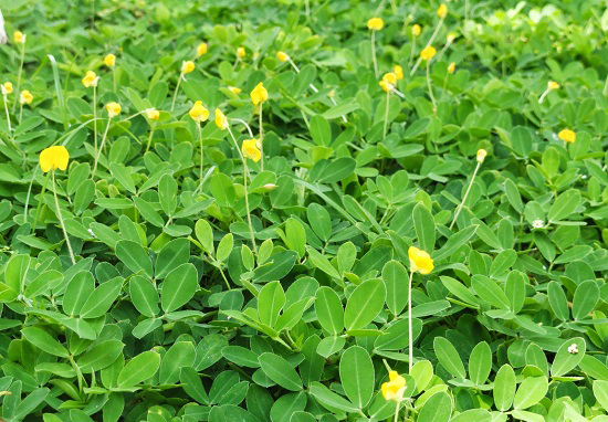 CO LAC - CONG TY MOI TRUONG XANH