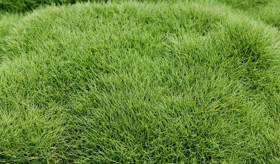 CO LONG HEO= CONG TY MOI TRUONG XANH