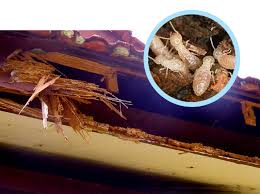 diet moi tan goc bien hoa