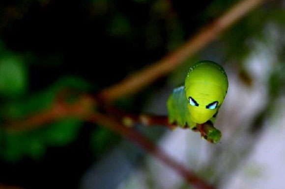 sâu người ngoài hành tinh