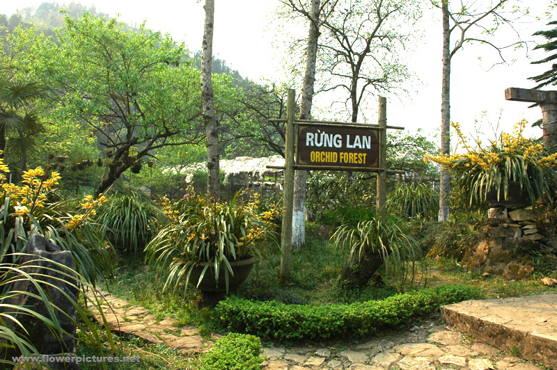 Du lịch Sapa Du lịch Sapa
