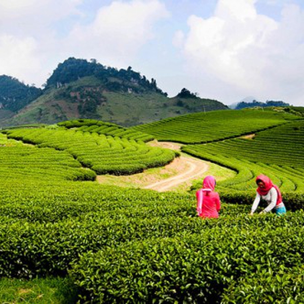 DU LỊCH MỘC CHÂU 2 NGÀY 1 ĐÊM