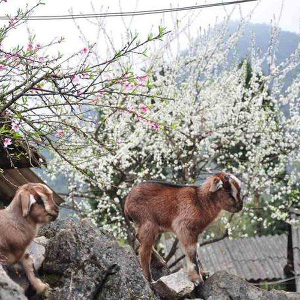 Tour du lịch Sapa ngủ bản 3 ngày 4 đêm