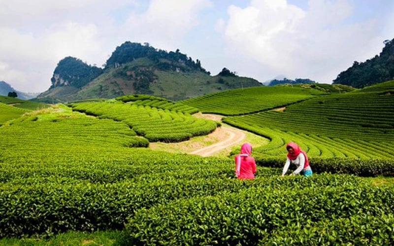 DU LỊCH MỘC CHÂU 2 NGÀY 1 ĐÊM