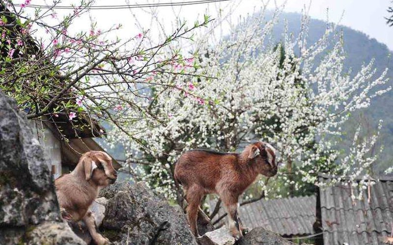 Tour du lịch Sapa ngủ bản 3 ngày 4 đêm