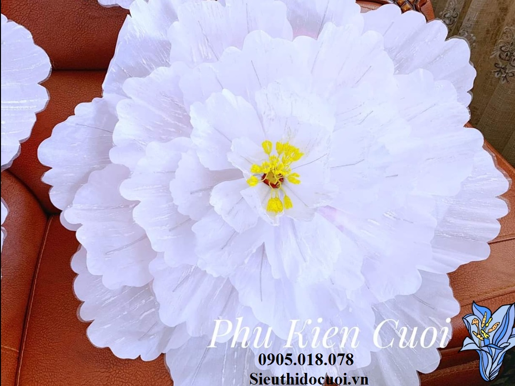 Dù cưới, lộng cưới Dù cưới, lộng cưới