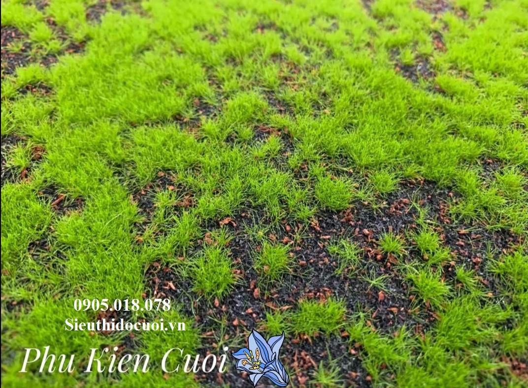 Rêu tấm trang trí Rêu tấm trang trí