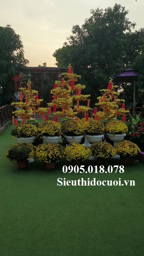 Cây Mai Pha Lê Cây Mai Pha Lê