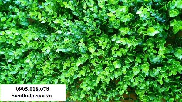 Cỏ nhân tạo, cỏ giả trang trí, cỏ tai chuột Cỏ nhân tạo, cỏ giả trang trí, cỏ tai chuột