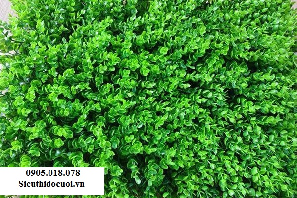 Cỏ nhân tạo, cỏ giả trang trí, cỏ tai chuột Cỏ nhân tạo, cỏ giả trang trí, cỏ tai chuột