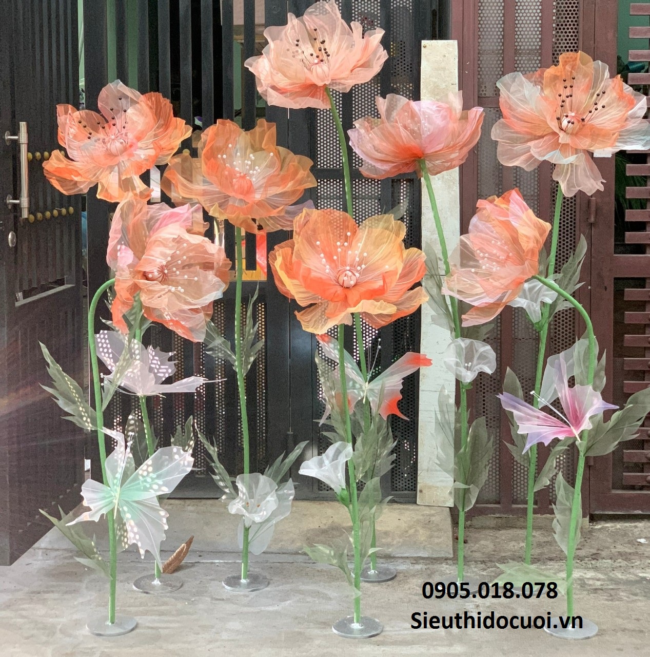 Hoa voan khổng lồ Hoa voan khổng lồ