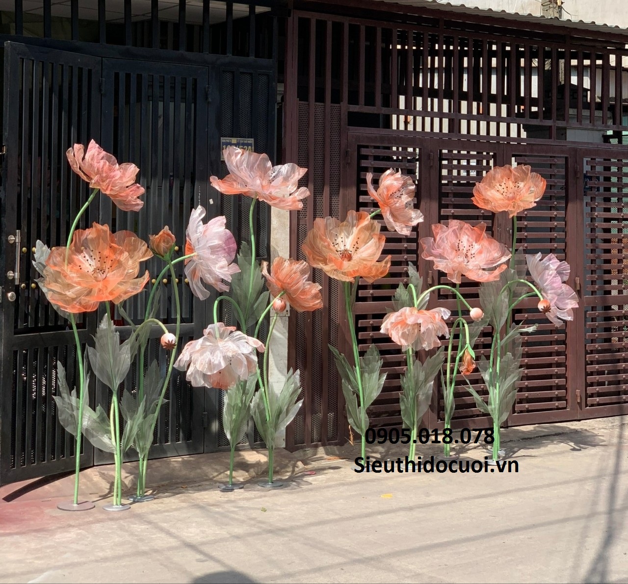 Hoa voan khổng lồ Hoa voan khổng lồ