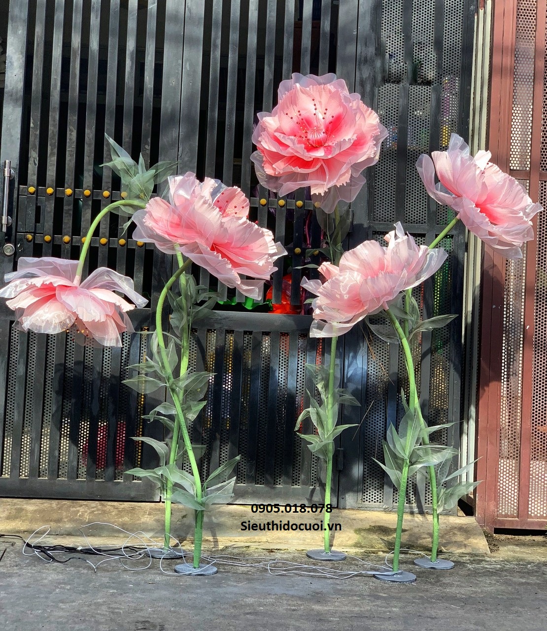 Hoa voan khổng lồ Hoa voan khổng lồ