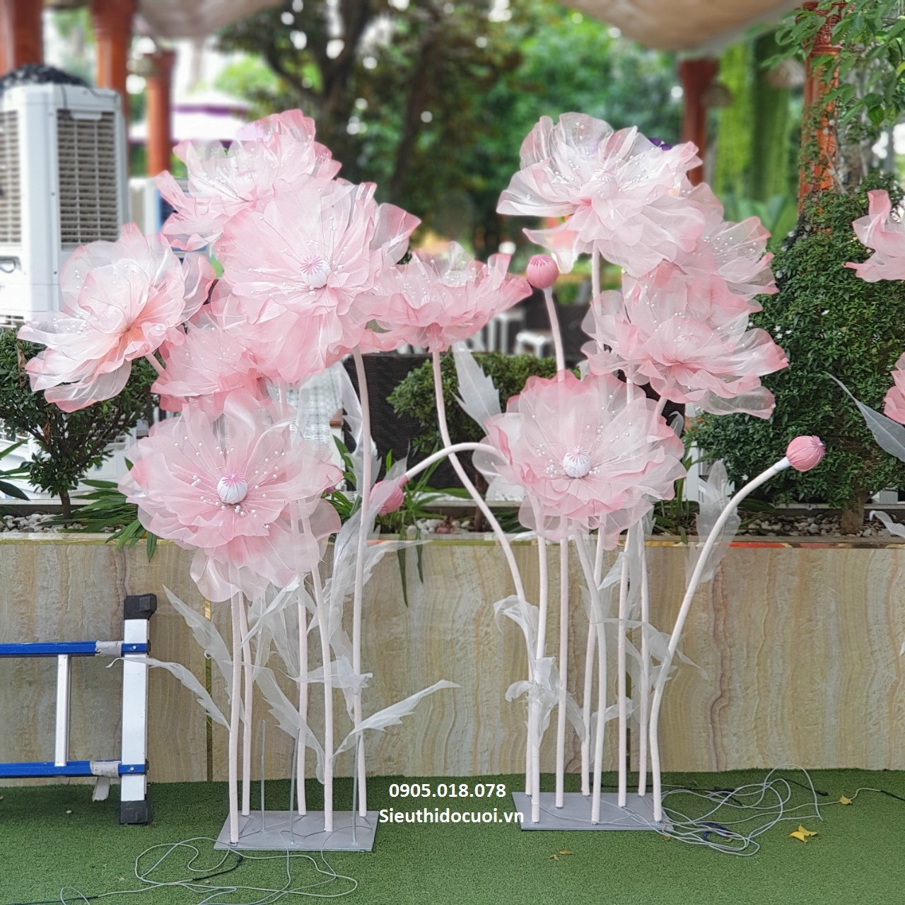 Hoa voan khổng lồ Hoa voan khổng lồ