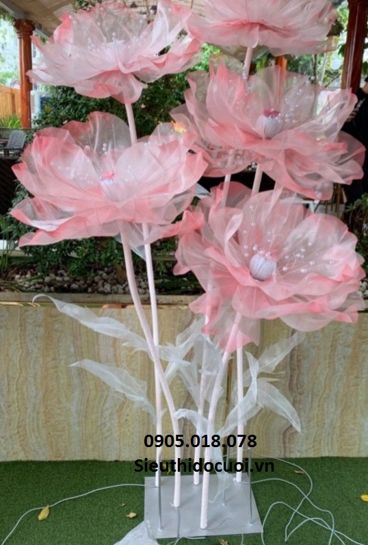 Hoa voan khổng lồ Hoa voan khổng lồ