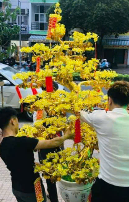 Hoa Mai Pha Lê Hoa Mai Pha Lê