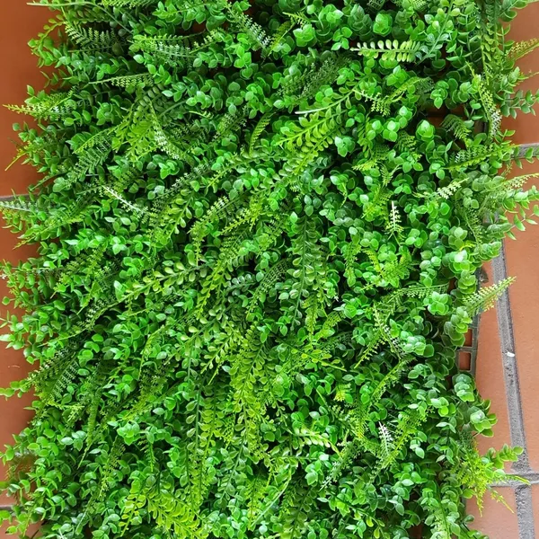 Cỏ nhân tạo, cỏ giả trang trí, cỏ dương sỉ và cỏ tai chuột