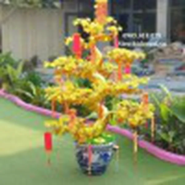 HOA MAI PHA LÊ BON SAI TRANG TRÍ TẾT