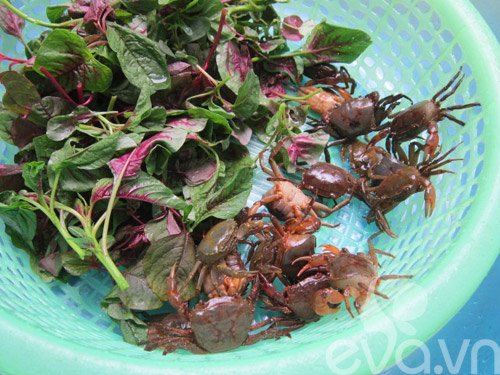 Nguyên liệu: - Cua đồng: 200- 250 gr - Rau dền: 1 bó - Hành khô, gia vị, hạt nêm Thực hiện: Bước 1: Cua mua về thả vào chậu nước có pha chút muối ngâm khoảng 10-15 phút. Sau đó cho vào rổ vừa sóc vừa lắc qua lắc lại mạnh rồi sả với nước cho đến khi nước không còn đục nữa. Bước 2: Rau dền nhặt bỏ rễ và lá úa, rửa sạch, ngâm nước muối pha loãng khoảng 15-20 phút. Bước 3: Tách bỏ mai và yếm cua. Khêu lấy phần gạch cua để riêng. Bước 4: Giã (hoặc xay) nhuyễn cua với 1 thìa nhỏ muối. Bước 5: Cho lượng nước đủ ăn vào cua đã giã nhuyễn, khoắng đều rồi lọc bỏ bã qua 1 cái rây. Bước 6: Cho nước lọc cua vào nồi, vừa đun vừa quấy đều để thịt cua không bị lắng xuống đáy nồi. Khi thịt cua nổi lăn tăn kín trên mặt nước thì không cần phải quấy nữa. Bước 7: Phi thơm chút hành khô băm nhỏ, cho phần gạch cua vào xào qua trong khoảng 1 phút. Bước 8: Khi thịt cua đóng thành tảng thì hớt phần thịt cua ra 1 chiếc đĩa (hoặc gạt sang 1 bên nồi), rồi thả rau vào. Tiếp đó là cho phần gạch cua đũa xào thơm vào nồi canh, đun đến khi rau chín. Nêm nếm thêm chút gia vị, hạt nêm cho vừa miệng rồi tắt bếp. Chúc bạn và gia đình ngon cơm với canh cua rau dền nhé!